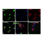 Thermo Fisher Scientific Goat anti-Human IgG (H+L) Cross-Adsorbed Secondary Antibody
