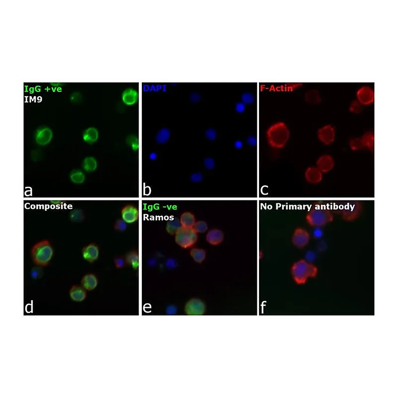 Thermo Fisher Scientific Goat anti-Human IgG (H+L) Cross-Adsorbed Secondary Antibody