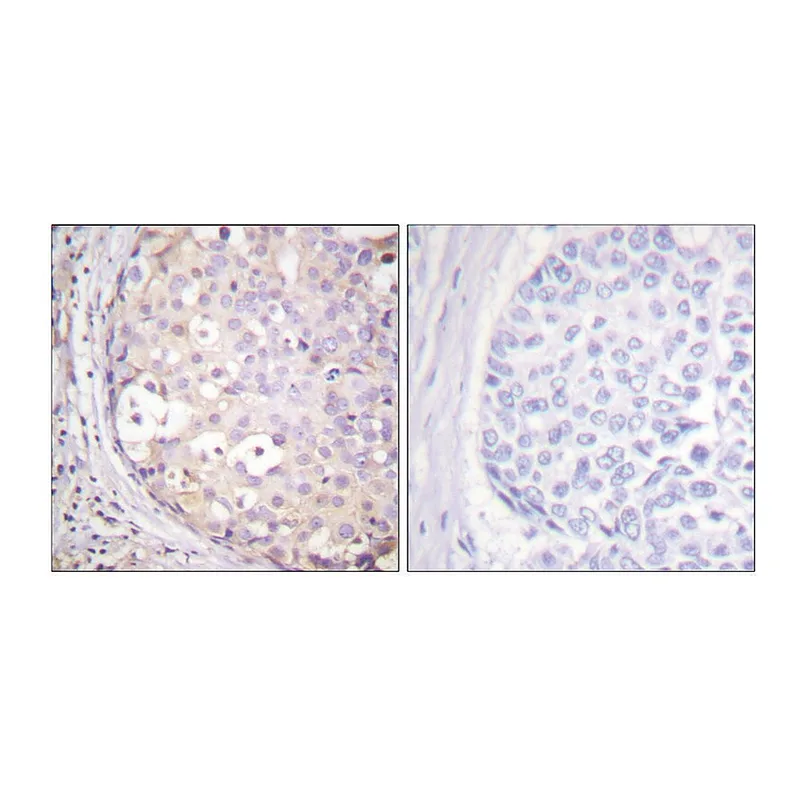 Merck Anti-PKC-PAN antibody produced in rabbit