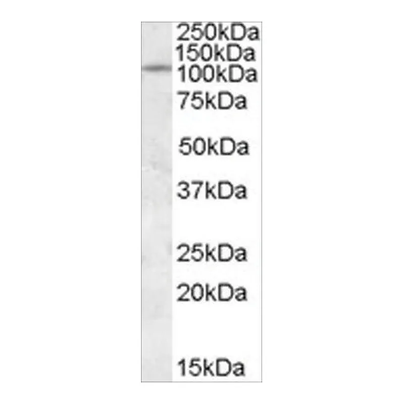 Merck Anti-IA2 antibody produced in goat