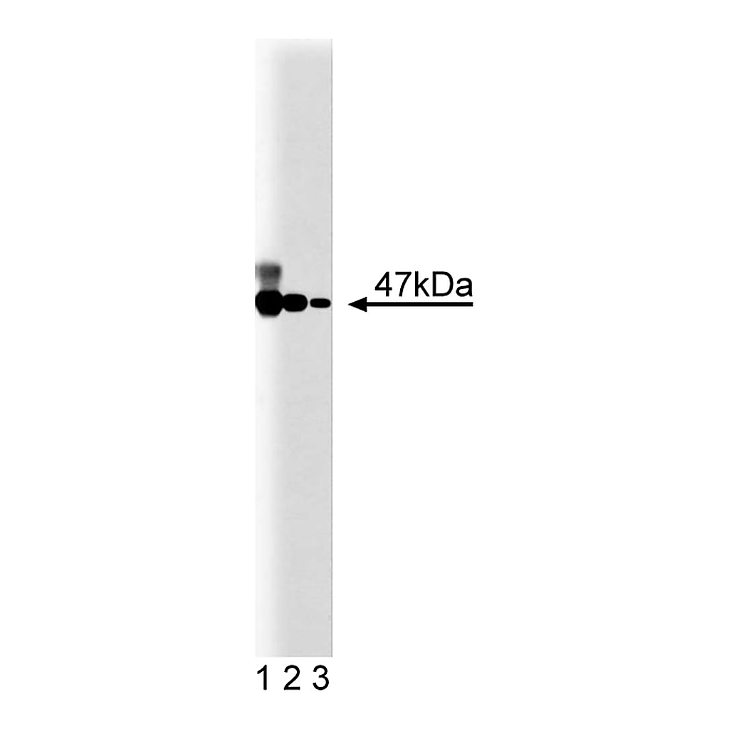 BD Purified Mouse Anti-Human p47[phox]