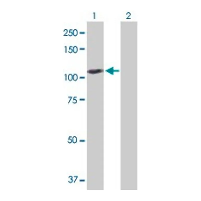 Merck Anti-GAPDHS antibody produced in rabbit