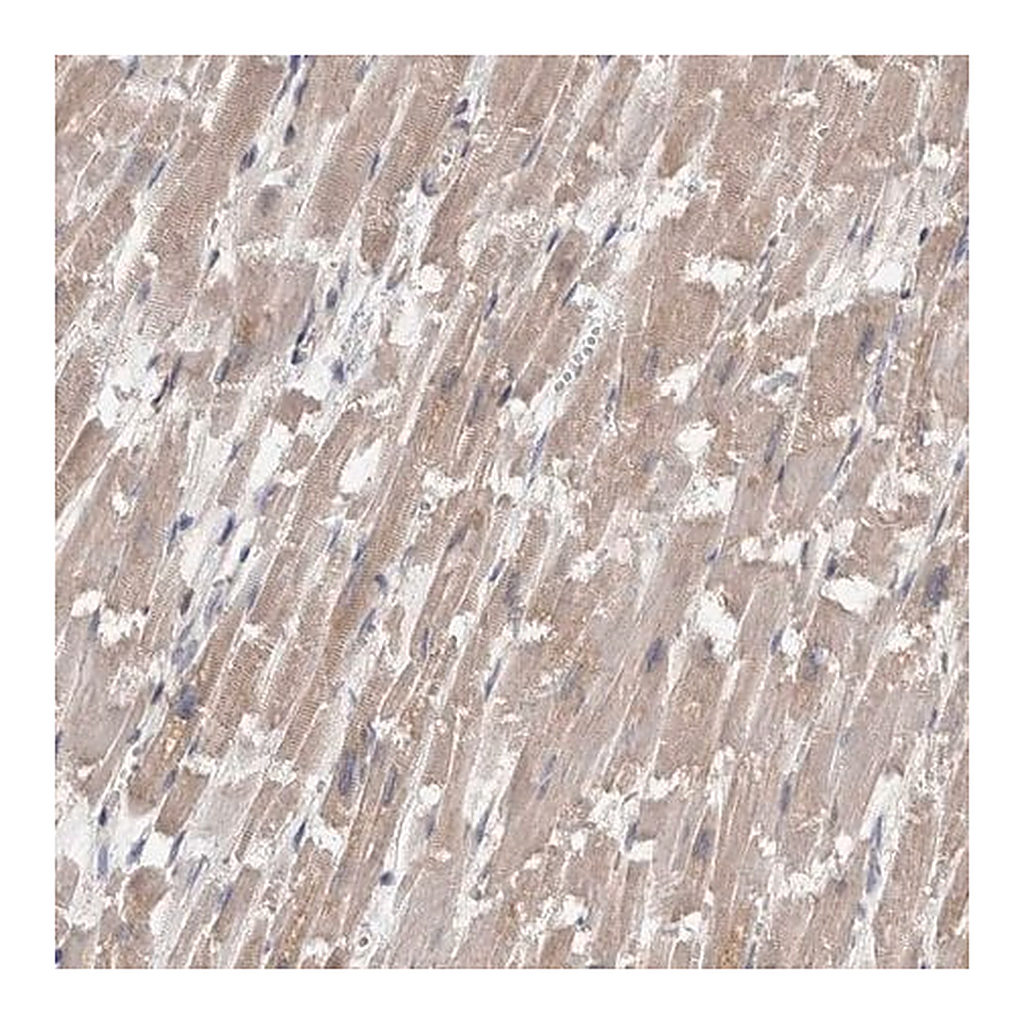 Merck Anti-FHOD3 antibody produced in rabbit