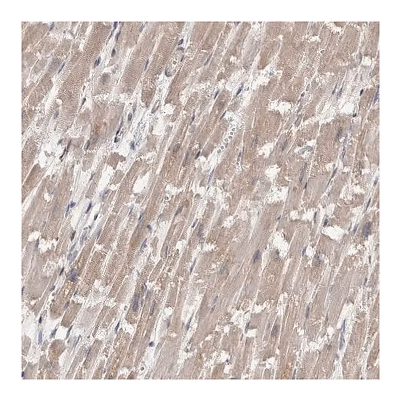 Merck Anti-FHOD3 antibody produced in rabbit