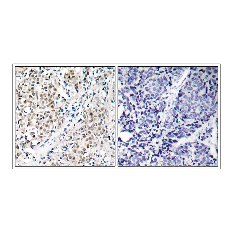 Merck Anti-MYC (Ab-358) antibody produced in rabbit