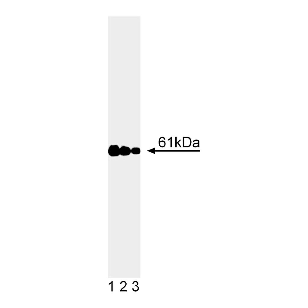 BD Purified Mouse Anti- Calcineurin