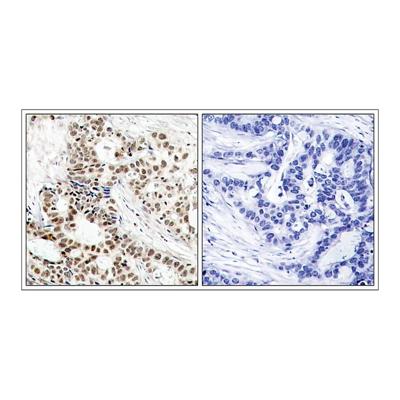 Merck Anti-phospho-BRCA1 (pSer1423) antibody produced in rabbit