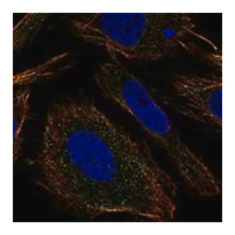 Merck Anti-TMEM9 antibody produced in rabbit