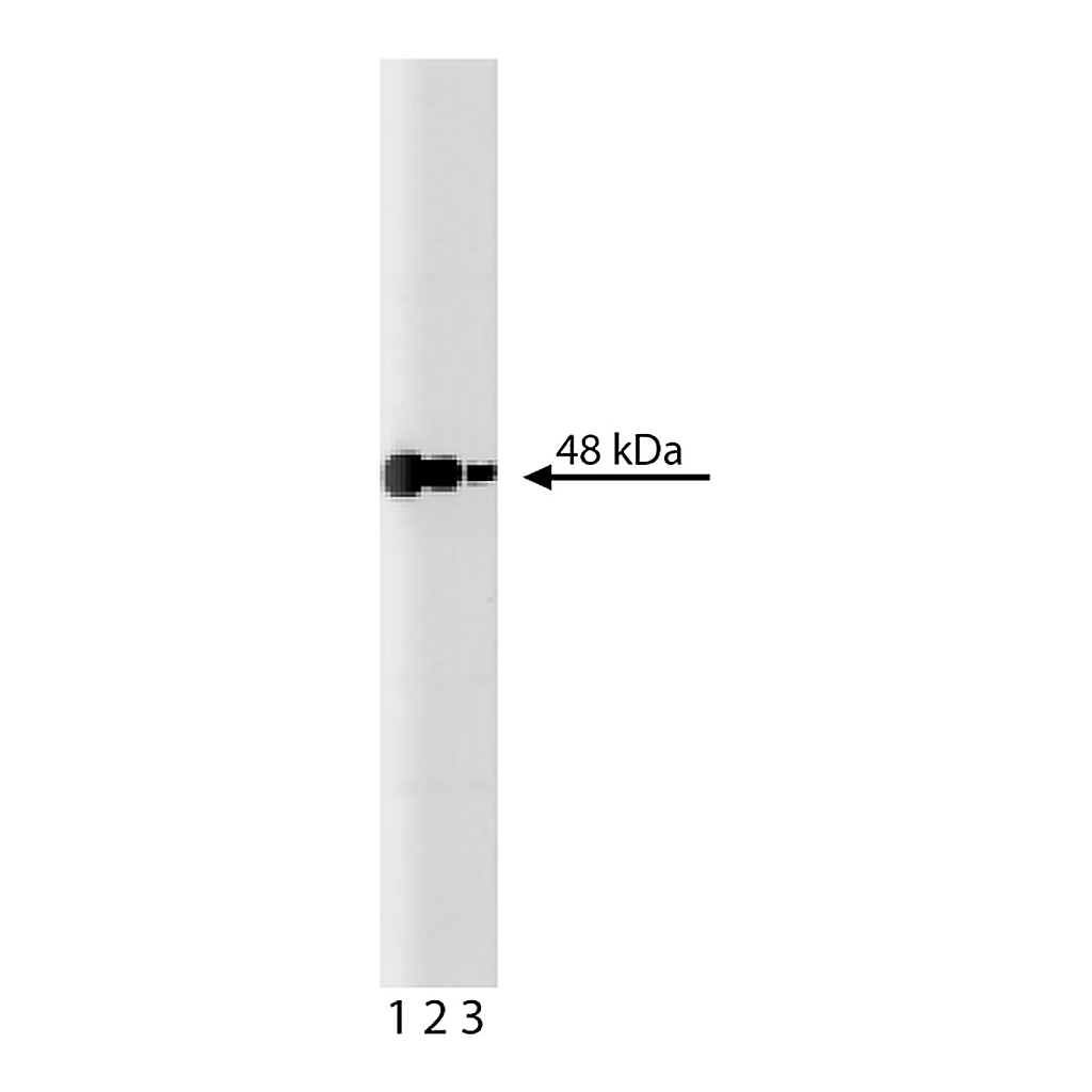 BD Purified Mouse Anti-Flotillin-1