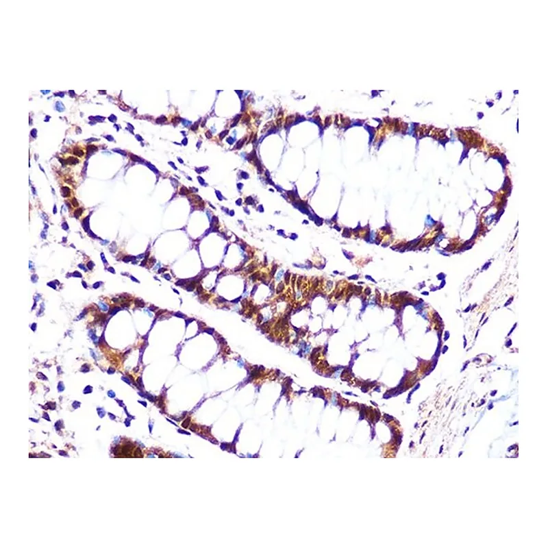 Merck Anti-Cullin 4A antibody produced in rabbit