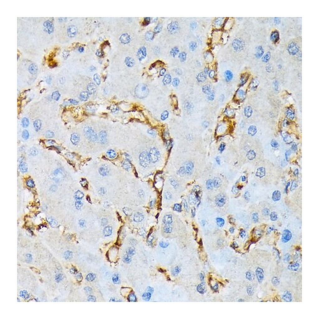 Merck Anti-IQGAP1 antibody produced in rabbit