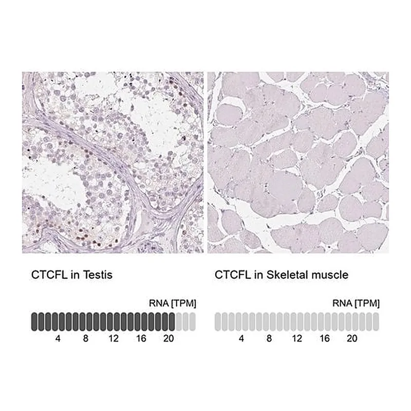 Merck Anti-CTCFL antibody produced in rabbit