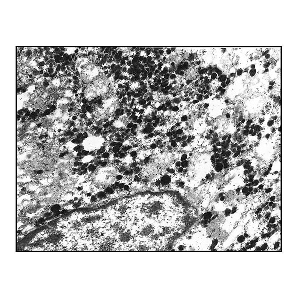 Merck Anti-Rabbit IgG (whole molecule)-Gold antibody produced in goat
