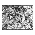 Merck Anti-Rabbit IgG (whole molecule)-Gold antibody produced in goat