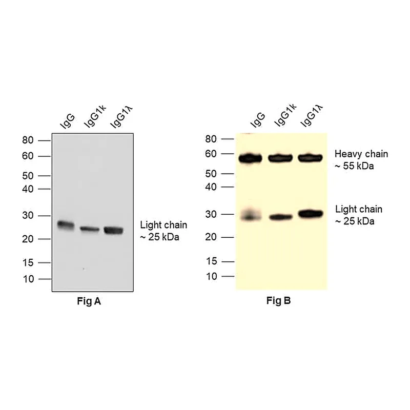 Thermo Fisher Scientific Goat anti-Human IgG (Light chain) Superclonal Secondary Antibody