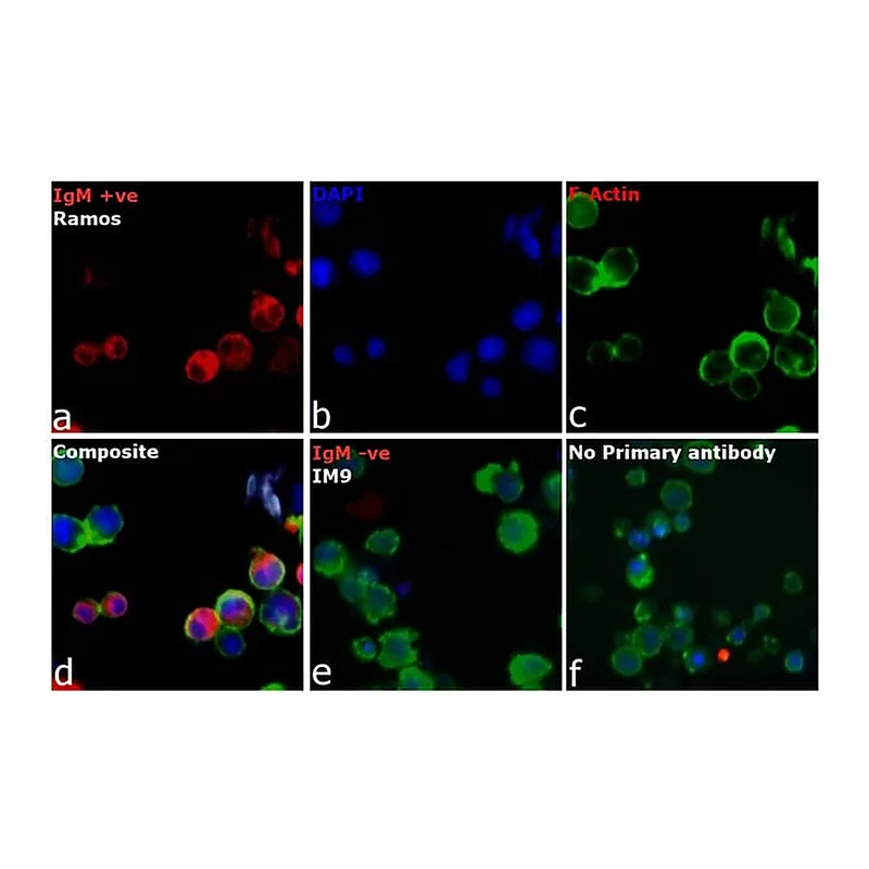Thermo Fisher Scientific Goat anti-Human IgM (Heavy chain) Cross-Adsorbed Secondary Antibody, Alexa Fluor 594