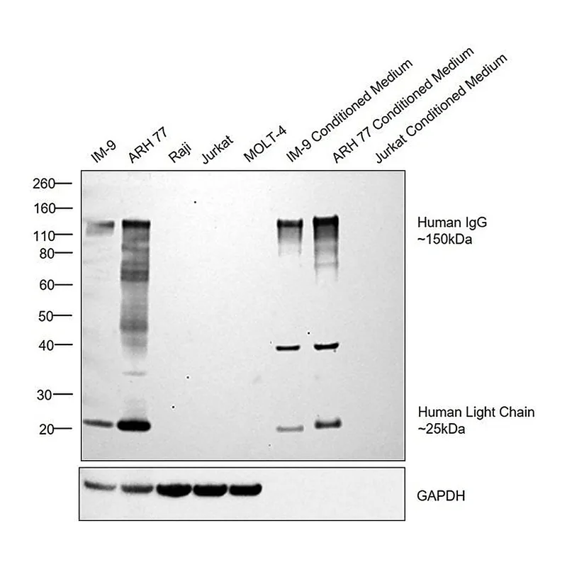 Thermo Fisher Scientific Goat anti-Human IgG (H+L) Secondary Antibody