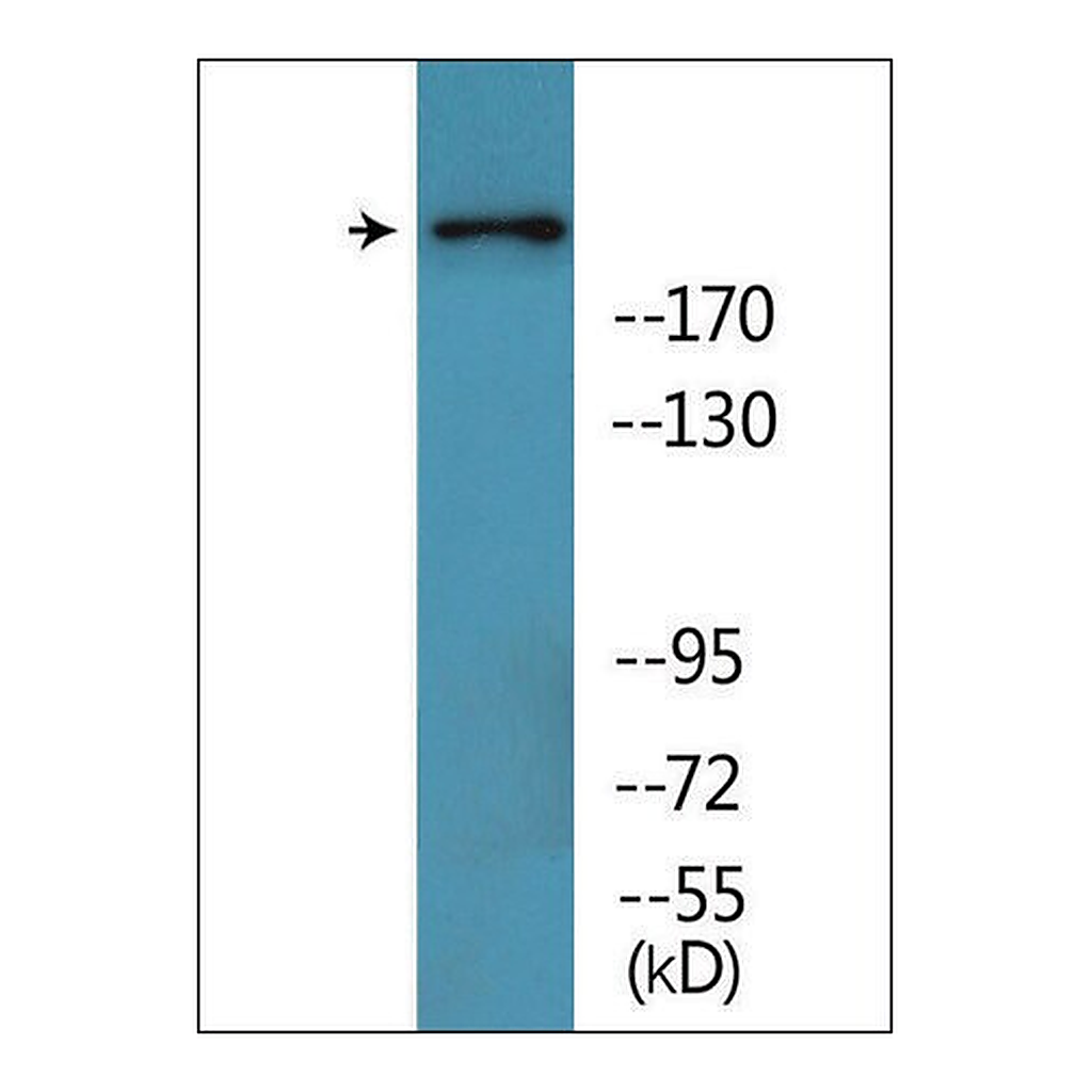 Merck Anti-phospho-BRCA1 (pSer1457) antibody produced in rabbit