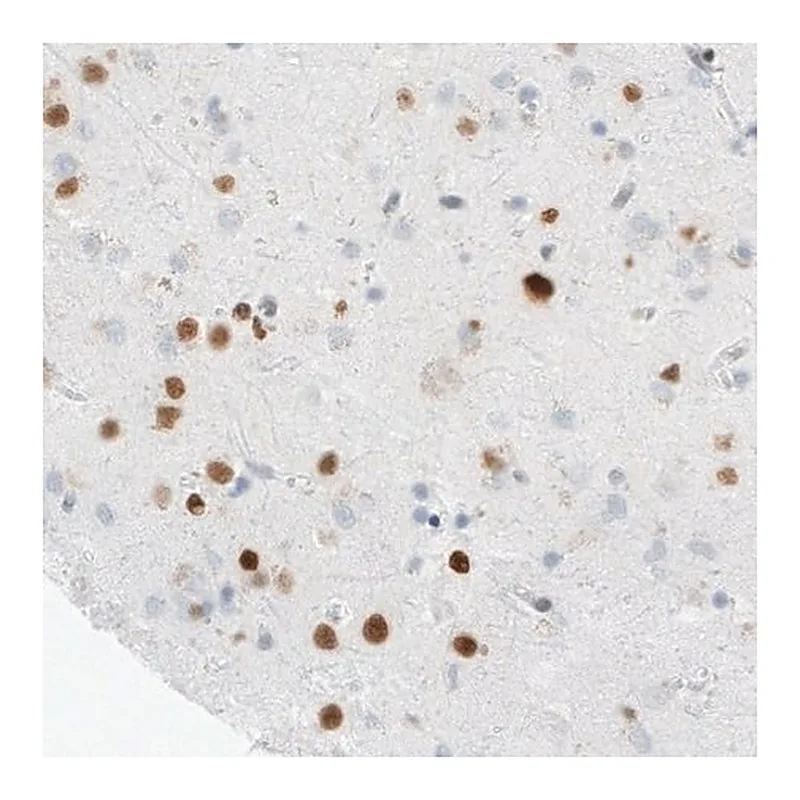 Merck Monoclonal Anti-MEF2C antibody produced in mouse