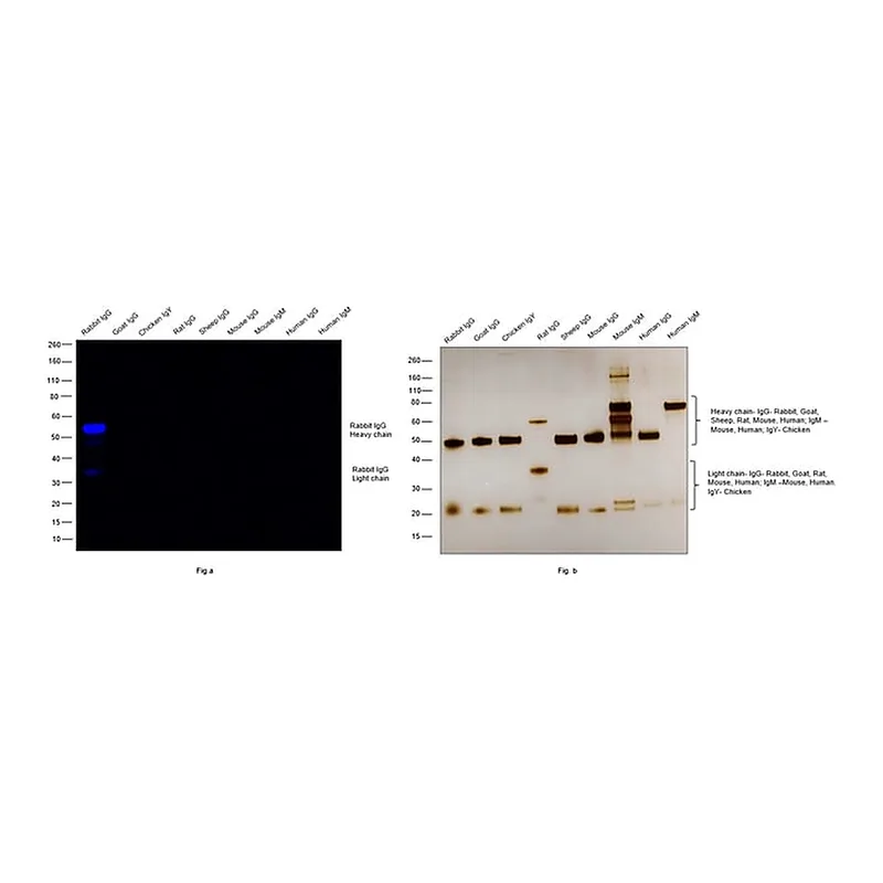Thermo Fisher Scientific Goat anti-Rabbit IgG (H+L) Secondary Antibody, DyLight 800 4X PEG