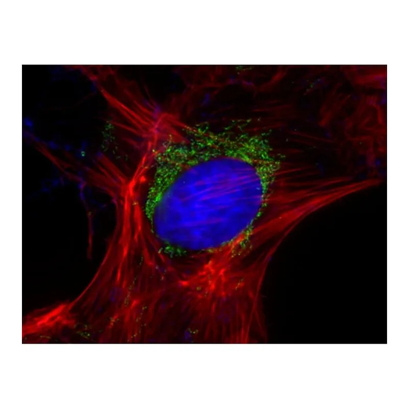 Thermo Fisher Scientific Rabbit anti-Goat IgG (Heavy Chain) Superclonal Secondary Antibody, Alexa Fluor 555