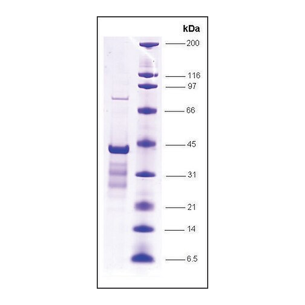 Merck p53 (1-81), wild type, GST tagged human