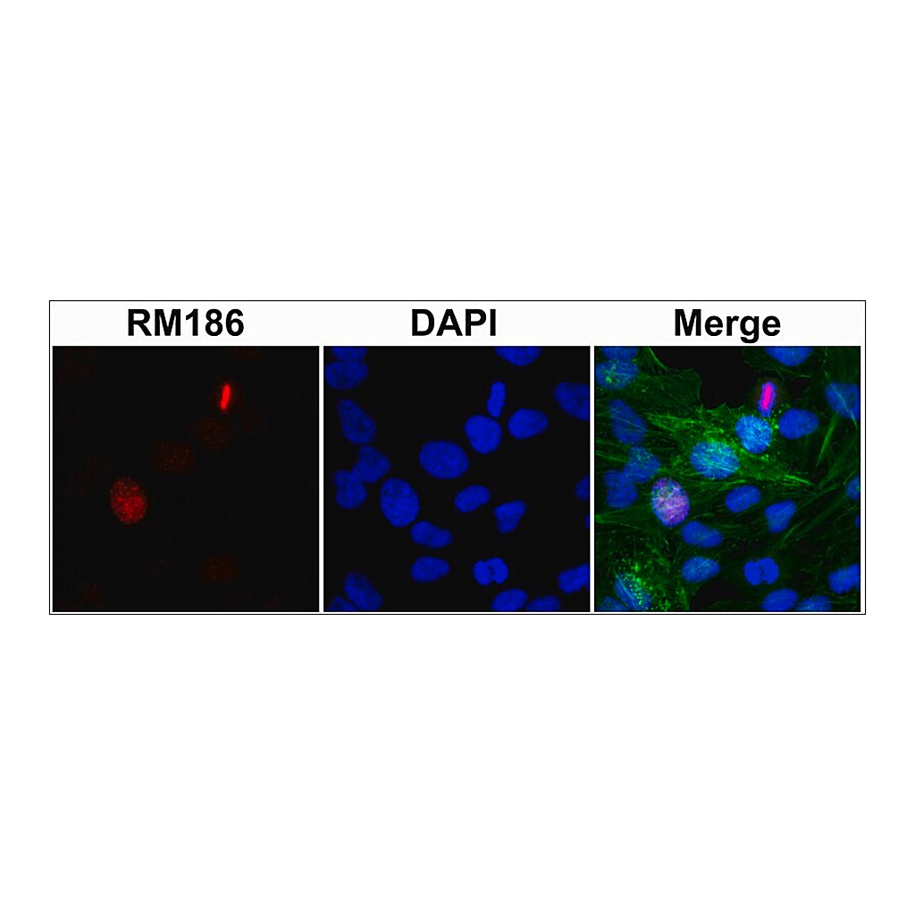 Merck Anti-Histone H3 (unmodified Lys4) antibody, Rabbit monoclonal