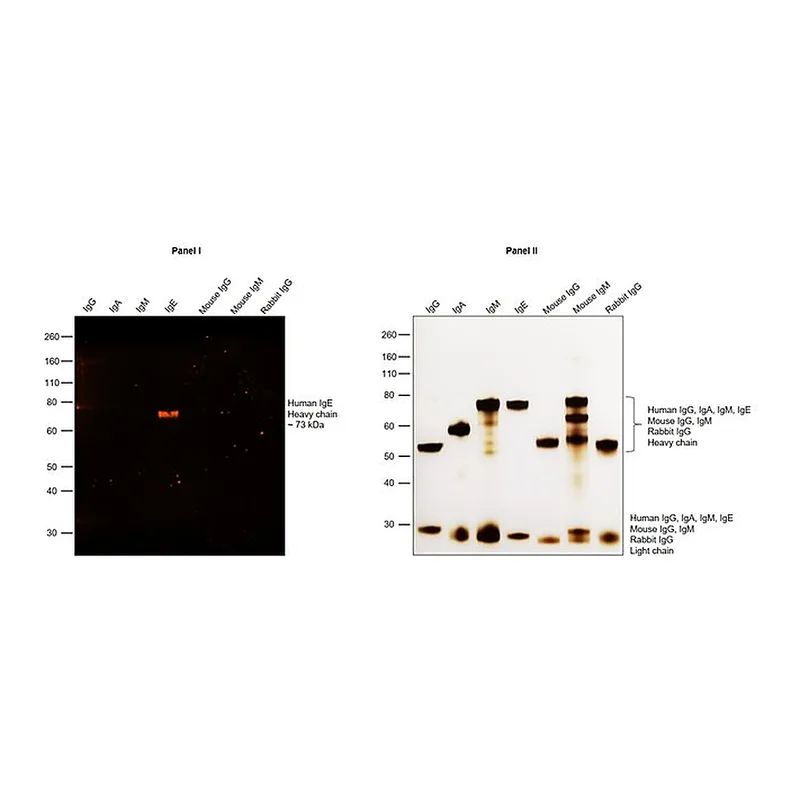 Thermo Fisher Scientific Goat anti-Human IgE Secondary Antibody, TRITC