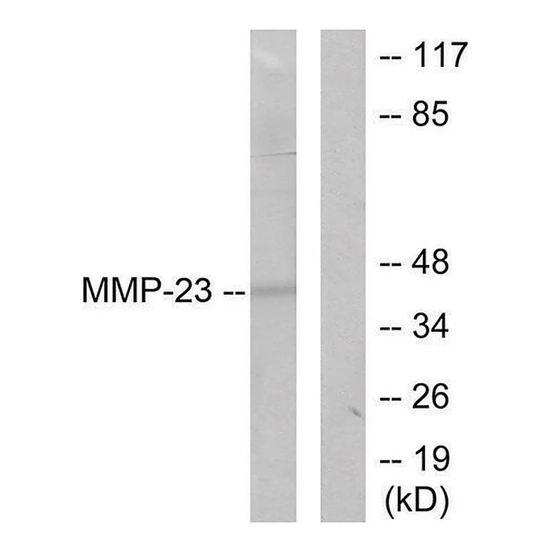 Merck Anti-MMP-23 antibody produced in rabbit