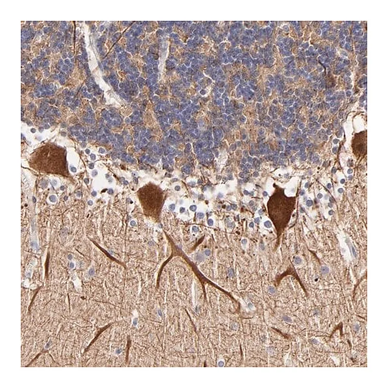 Merck Anti-BTG2 antibody produced in rabbit