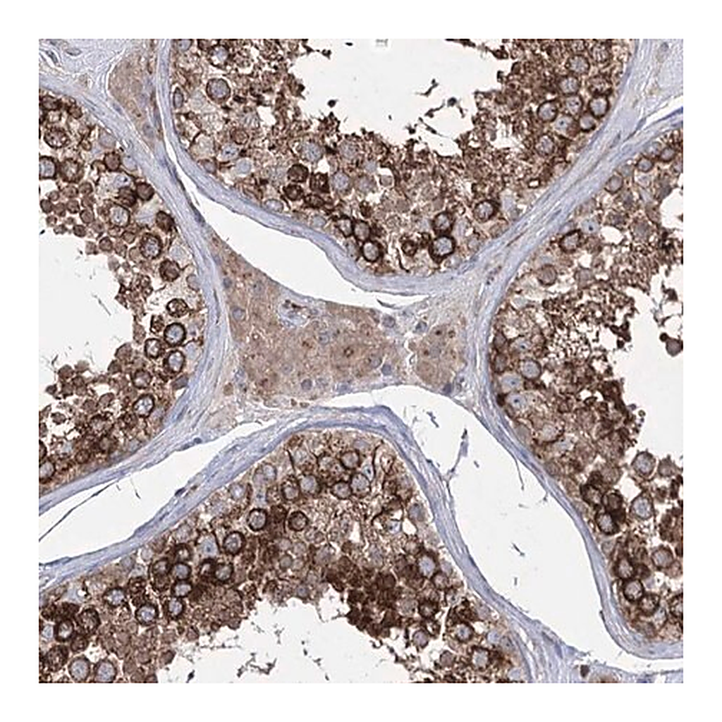 Merck Anti-ZNF622 antibody produced in rabbit