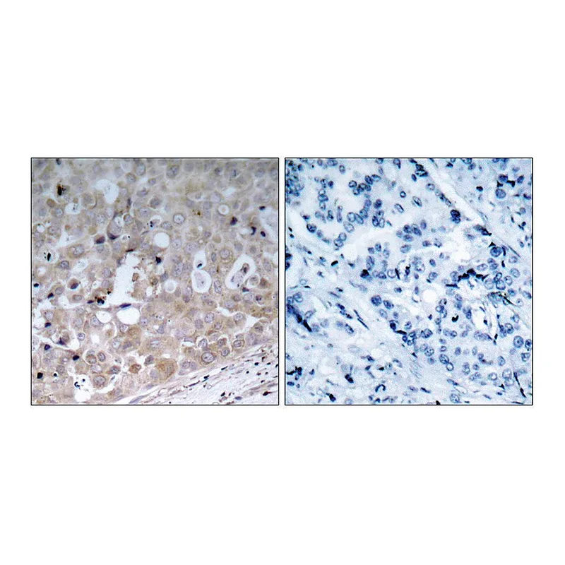 Merck Anti-VEGFR2 antibody produced in rabbit
