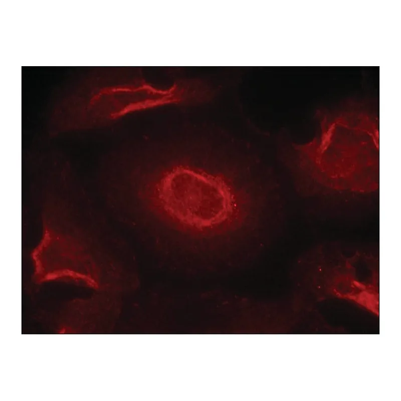 Merck Anti-GRIN2B (Ab-1474) antibody produced in rabbit