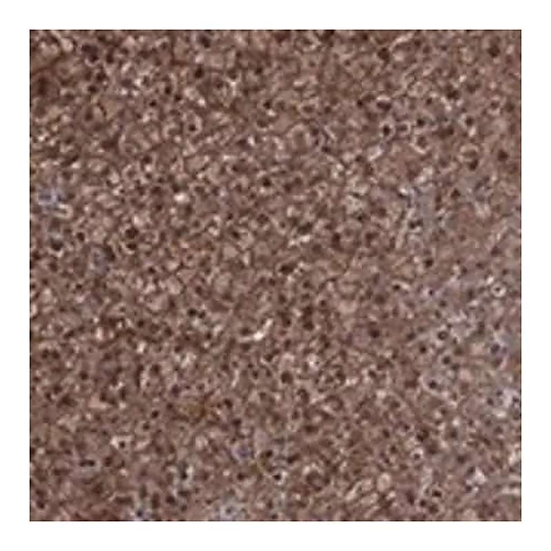 Merck Anti-NIT2 antibody produced in rabbit