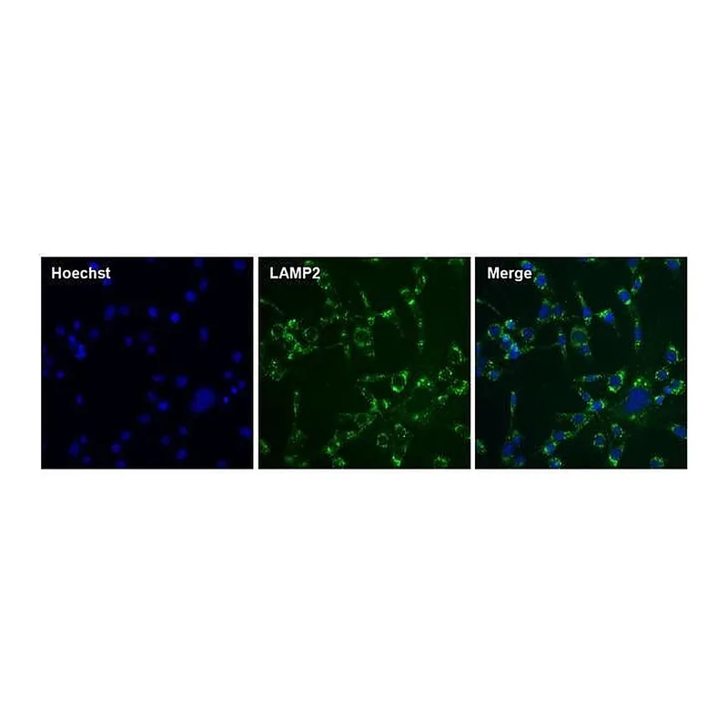 Thermo Fisher Scientific Goat anti-Rat IgG (H+L) Cross-Adsorbed Secondary Antibody, DyLight 488