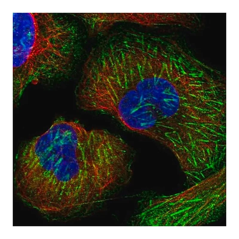 Merck Anti-LRRFIP2 antibody produced in rabbit