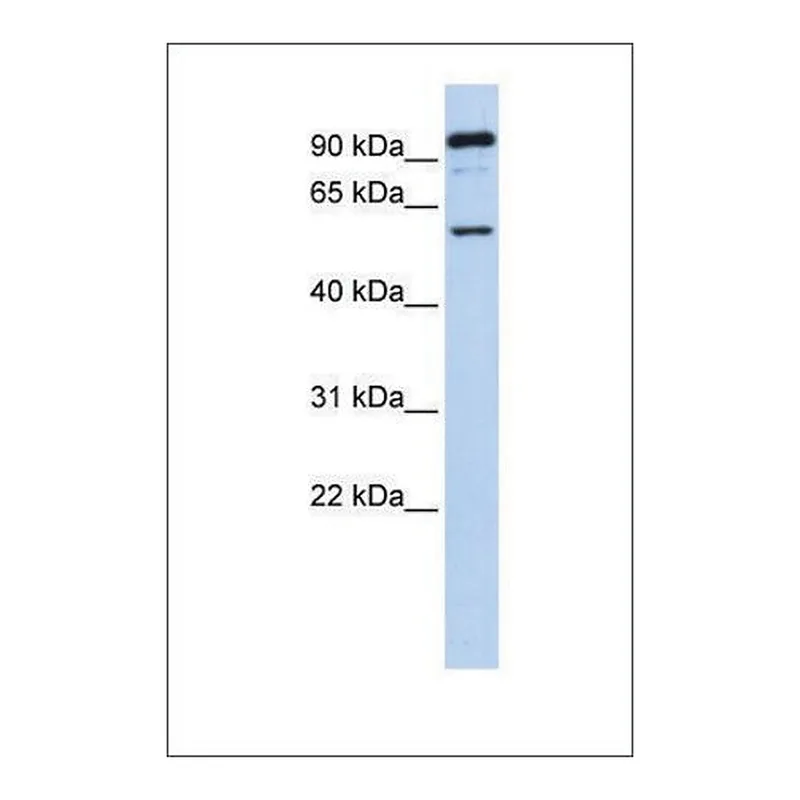 Merck Anti-GABRR1 antibody produced in rabbit