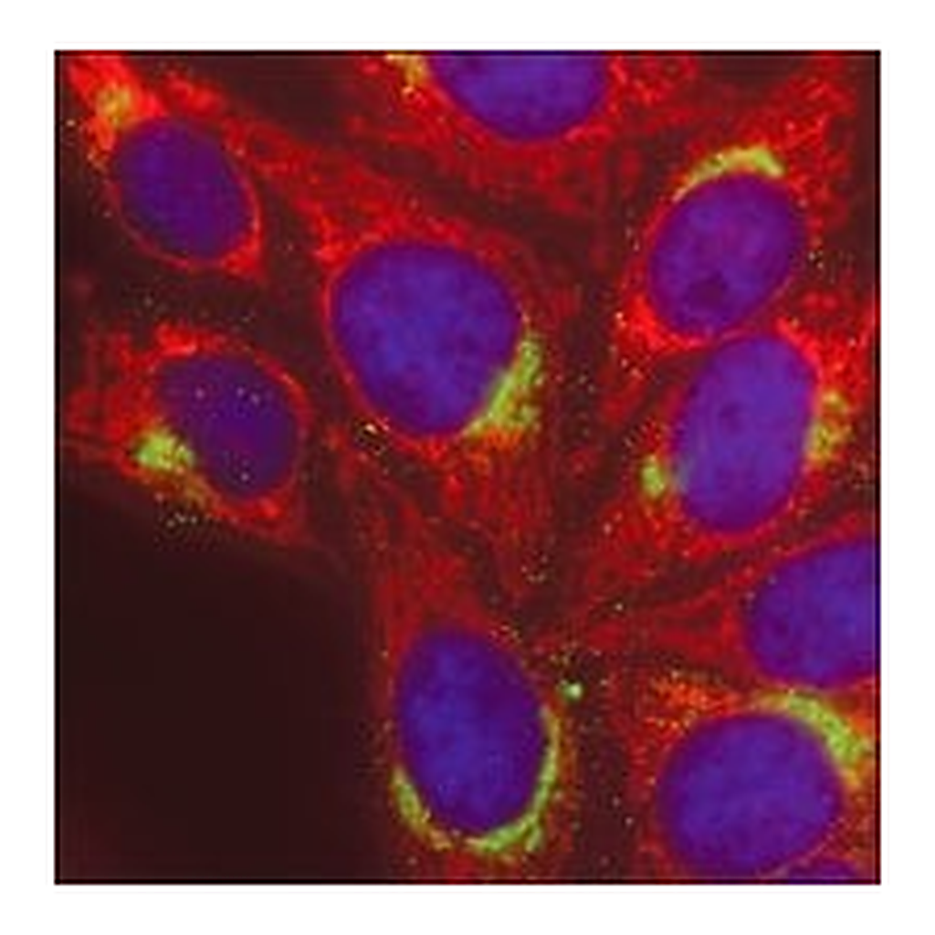 Merck ANTI-MOUSE IGG (H+L), CF568