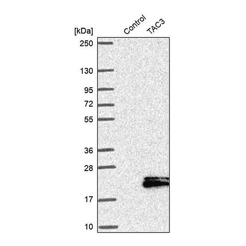 Merck Anti-TAC3 antibody produced in rabbit