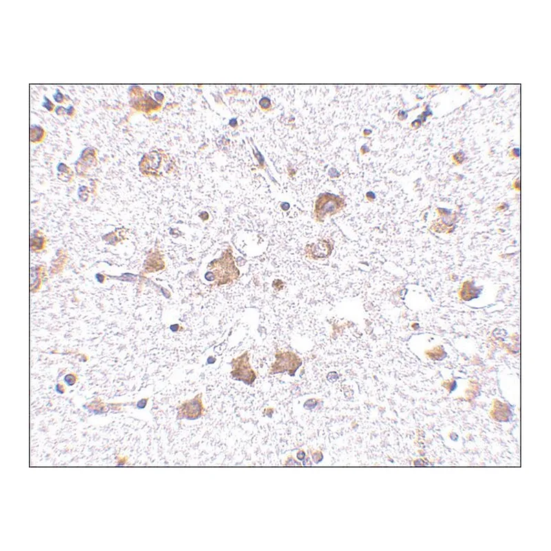 Merck Anti-MANF antibody produced in rabbit