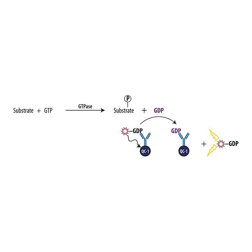 Merck Transcreener(R) GDP FI Assay