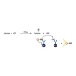 Merck Transcreener(R) GDP FI Assay