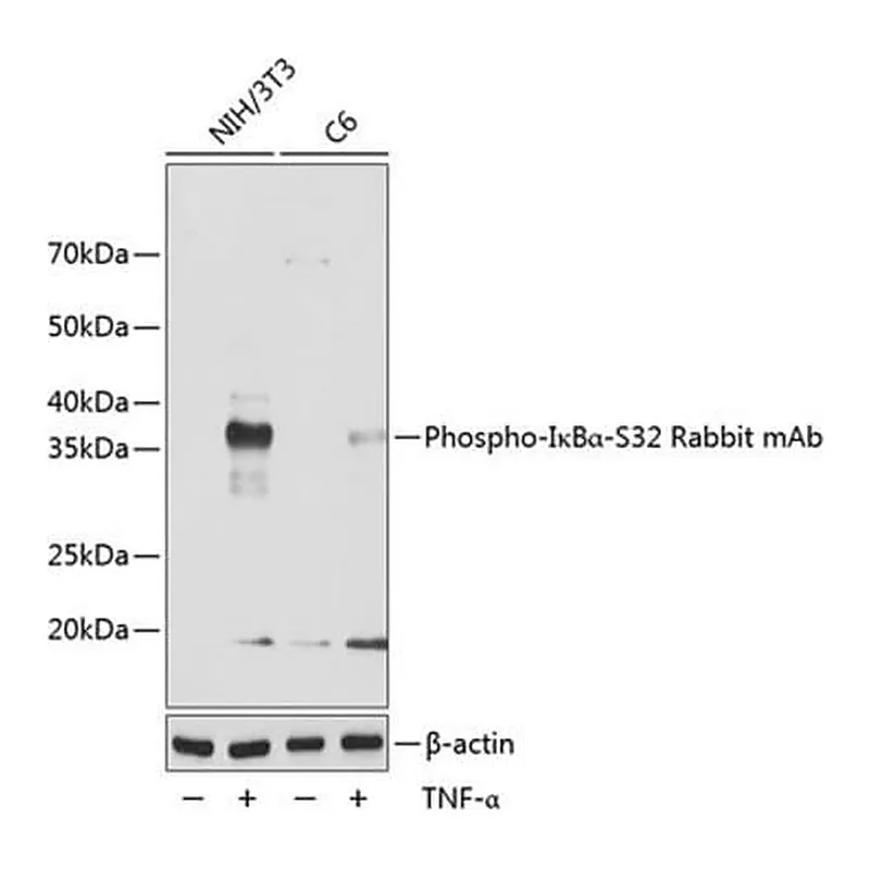Merck Anti-Phospho-IkappaBalpha-S32 antibody produced in rabbit