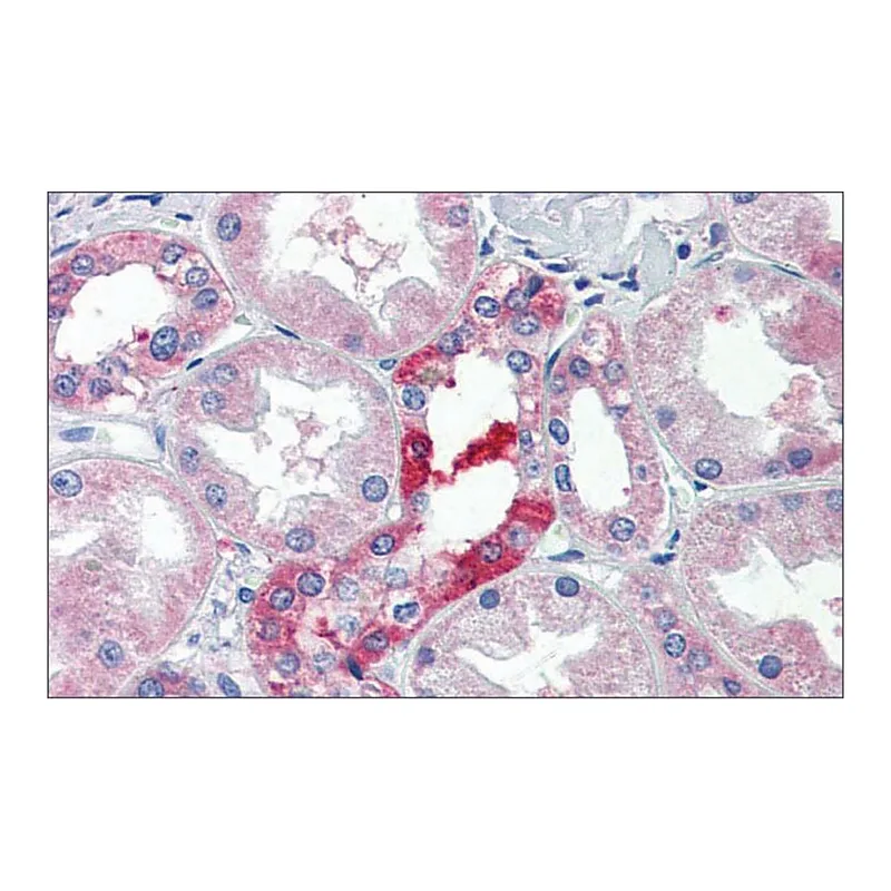 Merck Anti-SLC25A28 antibody produced in rabbit