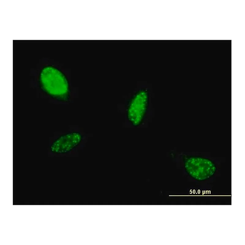 Merck Monoclonal Anti-ATOH1 antibody produced in mouse