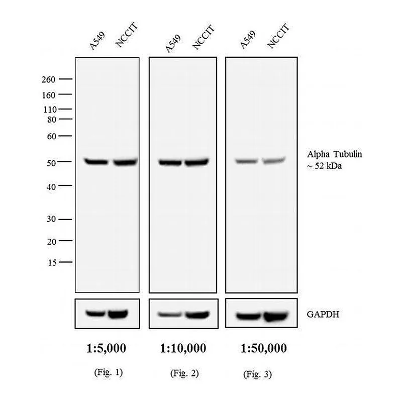 Thermo Fisher Scientific Chicken anti-Rat IgG (H+L) Secondary Antibody, Biotin