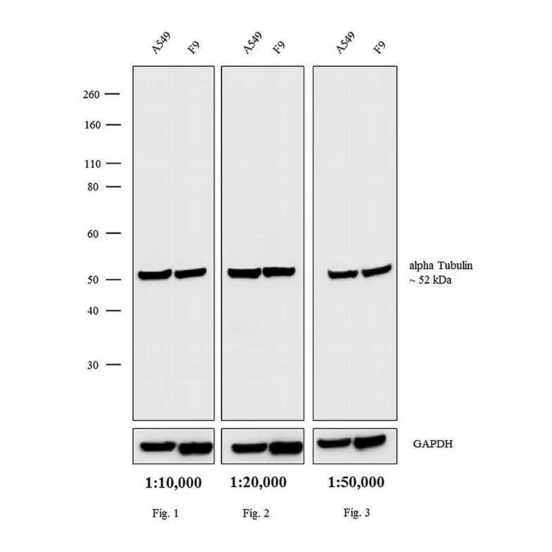 Thermo Fisher Scientific Rabbit anti-Rat IgG (H+L) Cross-Adsorbed Secondary Antibody, Biotin