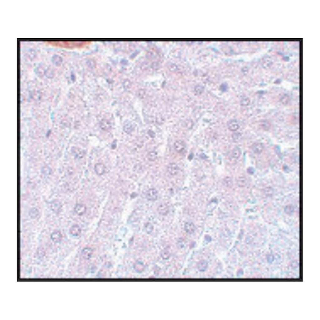 Merck Anti-APC3 antibody produced in rabbit