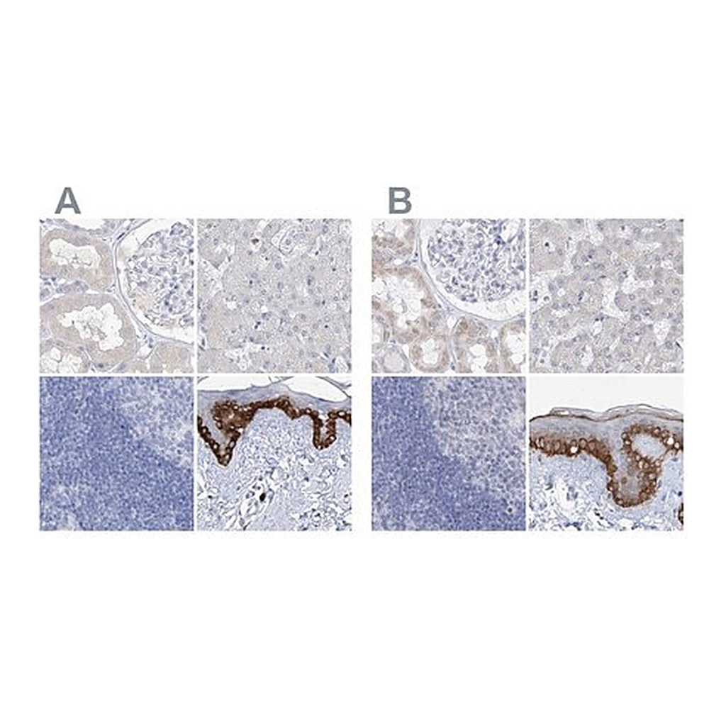 Merck Anti-FRS3 antibody produced in rabbit
