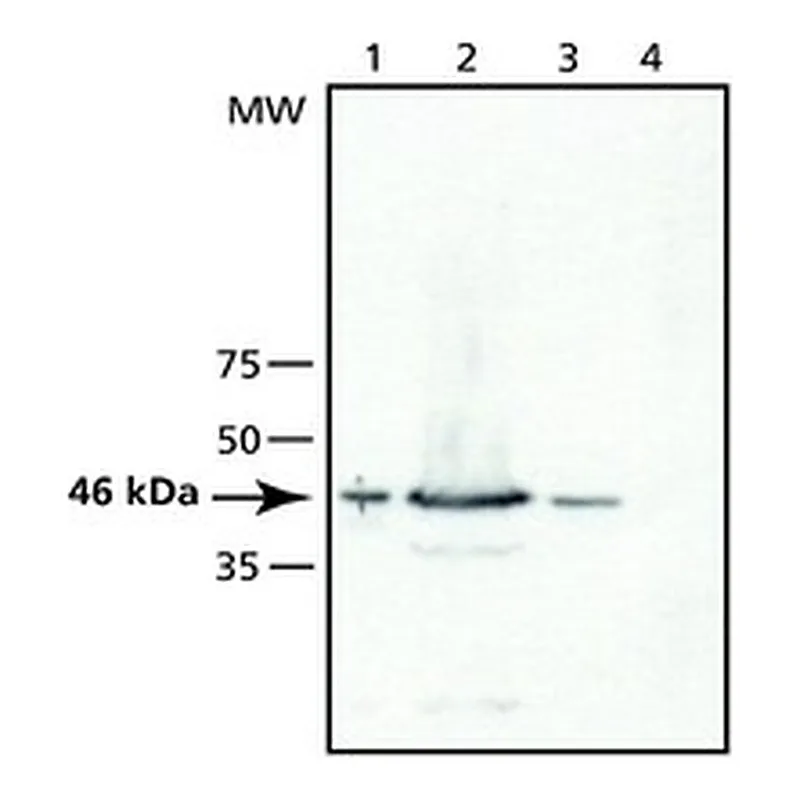 Merck ANTI-TSG101 (N-TERMINAL)